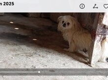 Pekines