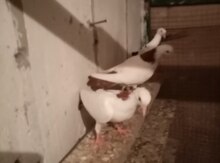 Göyərçinlər