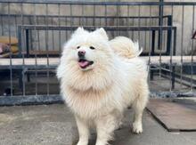 Samoyed