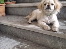 Pekines