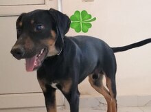 Doberman 