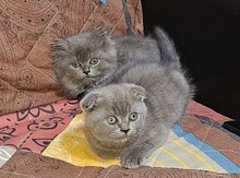 Şotland pişiyi balaları