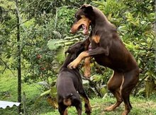 Doberman