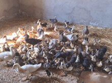 Lal ördək balaları
