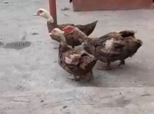 Lal ördək