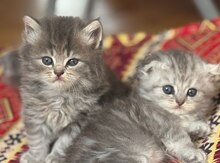 Şinşilla pişiyi balaları