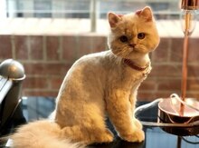 Grooming xidməti