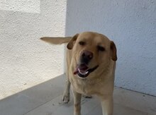 Labrador Retriver