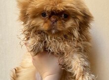 Pekines