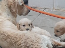 Qızılı Retriver etibarlı əllərə verilir