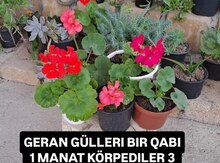 Güllər