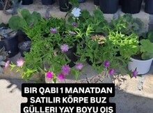 Otaq bitkiləri