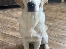 Labrador Retriver
