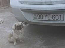 Pekines
