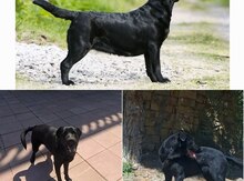 Labrador Retriver balası