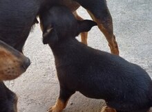 Çixuaxua