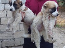 Çoban iti balaları