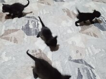 Siam pişiyi balaları