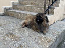 Pekines