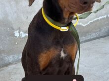 Doberman  etibarlı əllərə verilir