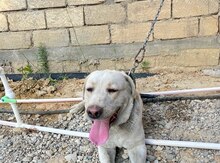 Labrador Retriver 