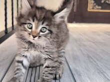 Meyn-kun pişik balası