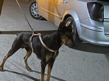 Doberman