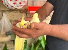 Korella tutuquşu