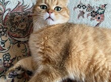 Qızılı şinşilla  (cütləşdirmək üçün)