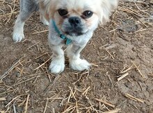 Pekines (cütləşdirmək üçün)