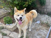 Akita-inu