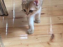 Qızılı şinşilla 
