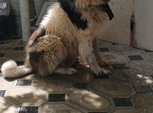Qafqaz ovçarkası