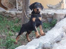 Doberman