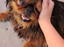Pekines 
