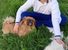 Pekines 