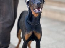 Doberman