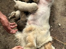 Labrador Retriver
