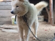Samoyed