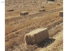 Arpa samanı