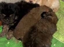 Pekines