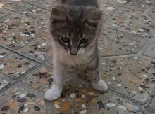 Pişik etibarlı əllərə verilir