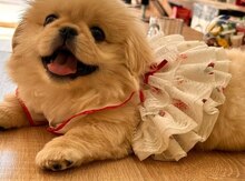 Pekines balası