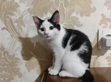 Pişik