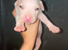 Pitbul