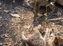 Pişik balaları etibarlı əllərə verilir