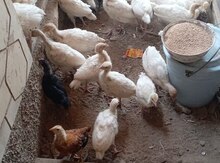 Hinduşka balaları