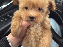 Maltipoo ( Toy Poodle ) 