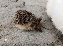 Kirpi
