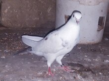 Göyərçinlər